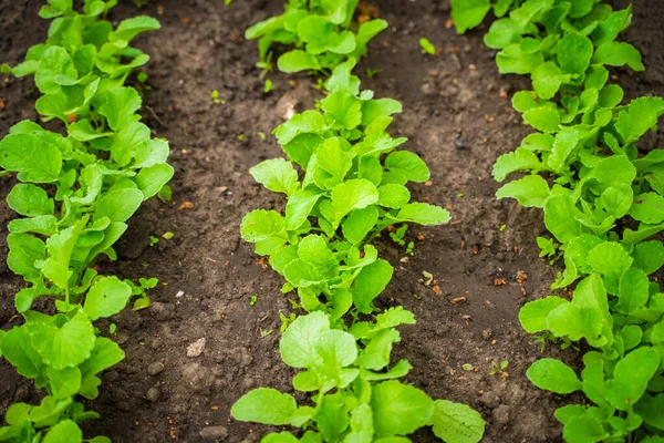 Gartenbeet Mit Wachsenden Radieschen Radieschenblätter Wachsen Reihen Boden — Stockfoto