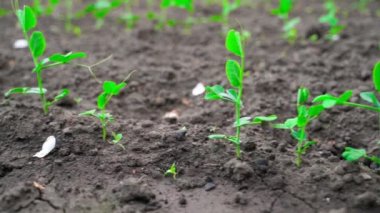 Bahçedeki bir yatağın toprağında büyüyen taze taze bezelye filizleriyle dolu kürek, kameranın düzgün paralel hareketi. Yüksek kaliteli FullHD görüntüler