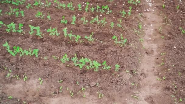 Kameraflug Über Ein Beet Mit Jungen Erbsensprossen Die Einem Gartenbeet — Stockvideo