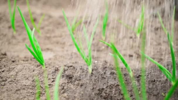 庭のベッドの近くで地面に成長しているタマネギの若い緑の芽に水を注ぐ 高品質のフルHd映像 — ストック動画