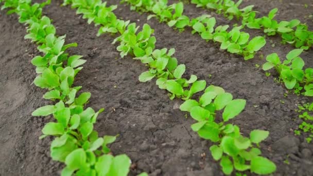 Overzicht Van Een Helder Verzadigd Tuinbed Met Een Groeiende Radijs — Stockvideo