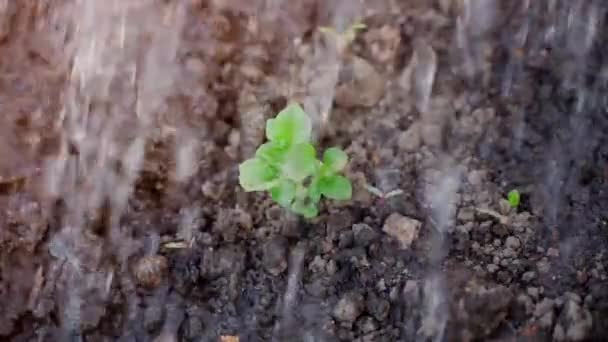 Обильное Поливание Сочной Зеленой Листвы Выращивающей Картофель Садовом Ложе Крупным — стоковое видео