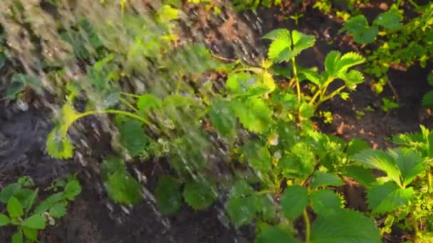 Вечернее Поливание Цветущей Клубники Заходе Солнца Крупным Планом Замедленной Съемке — стоковое видео