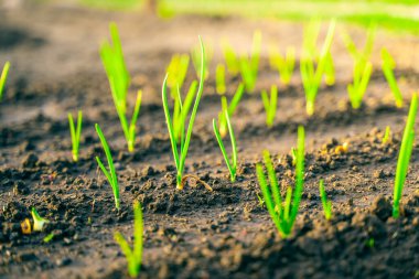 Gün batımında sebze bahçesinin toprağında taze soğanlar filizlenir. Taze taze ev yapımı soğanlar