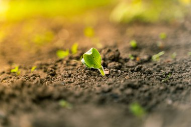Günbatımında toprağa yakın çekim yapılan ilk kabak yaprakları. Kabak yetiştiriyorum.
