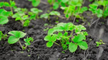 Parlak doymuş taze yeşil çilek yaprakları yavaş çekimde sulandırılır. Yüksek kaliteli FullHD görüntüler