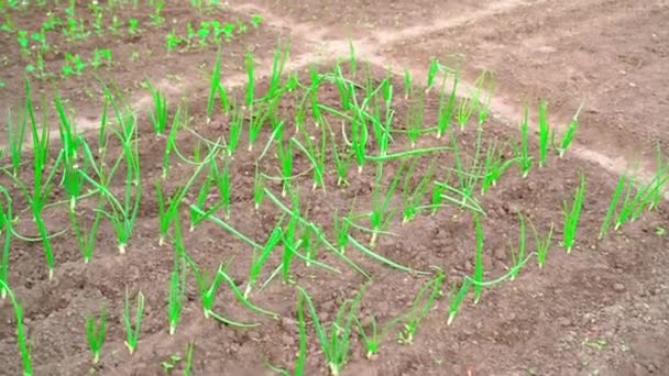 Spannweite Der Kamera Auf Den Schön Gepflegten Gartenbeeten Sanfte Kamerafahrt — Stockvideo