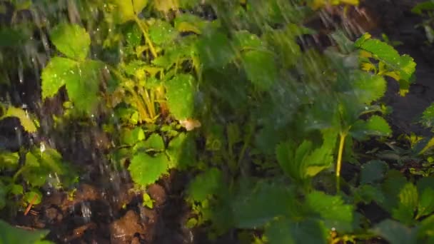 Listech Kvetoucí Jahody Při Západu Slunce Pomalu Odletují Kapky Vody — Stock video
