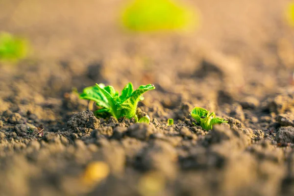 Jonge Groene Aardappelstruik Close Een Tuinbed Bodem — Stockfoto