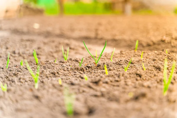 양파는 햇빛을 가까이 수있는 토양에서 가정에서 허브를 재배하는 — 스톡 사진