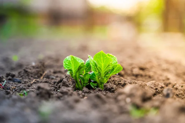 Молоде Зелене Листя Картоплі Крупним Планом Садовому Ліжку — стокове фото