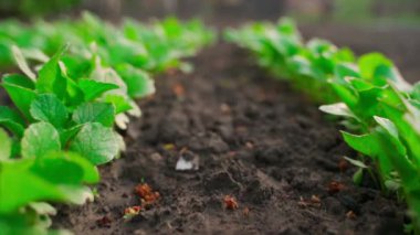 Bahçe yatağında büyüyen turp sıraları arasında düzgün bir hareket. Yüksek kaliteli FullHD görüntüler