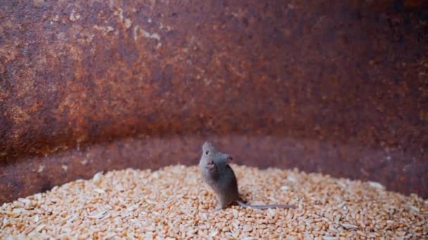 ネズミは小麦の貯蔵庫で走り回る ネズミと穀物倉庫 高品質のフルHd映像 — ストック動画