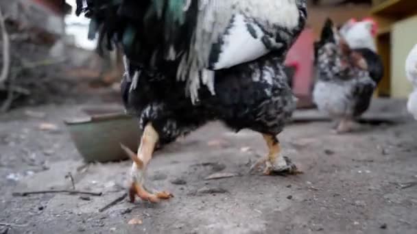 スローモーションで実行中の鶏を追いかける 鶏の足を閉じてください 高品質のフルHd映像 — ストック動画