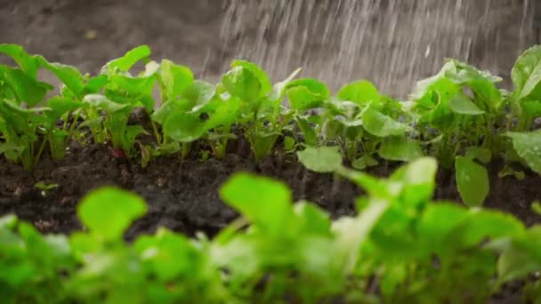 Watering Radish Growing Garden Bed Close Slow Motion Green Radish — Stock Video