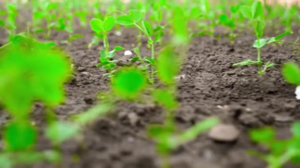 緑のエンドウ豆の芽が成長している庭のベッドの近くのカメラスパン 高品質のフルHd映像 — ストック動画