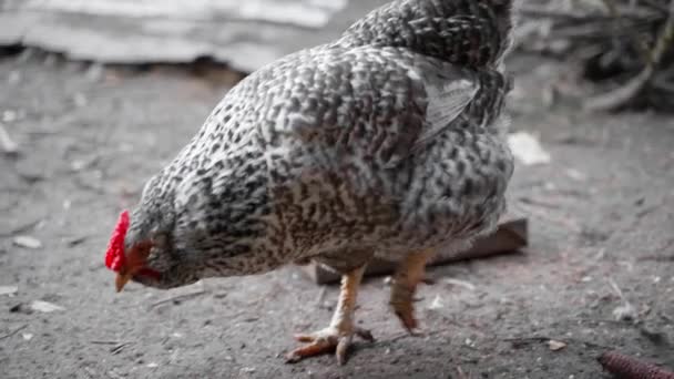 Pockmarked Chicken Walks Looks Food Street High Quality Fullhd Footage — Stock Video