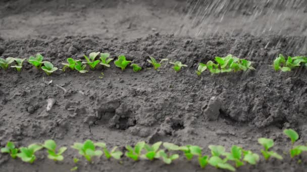 スローモーションで大根の若い芽を持つベッドの豊富な散水 高品質のフルHd映像 — ストック動画