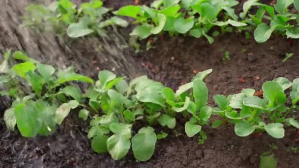 遅い動きで庭のベッドのクローズアップで成長している大根に水をやること 緑の大根の葉 高品質のフルHd映像 — ストック動画