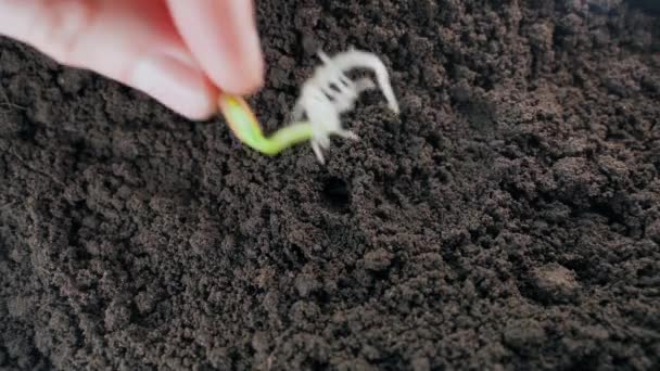 Una Semilla Calabacín Germinada Coloca Primer Plano Del Suelo Plantar — Vídeo de stock