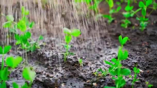 Поливати Молоді Зелені Паростки Гороху Овочевому Саду Водою Високоякісні Fullhd — стокове відео