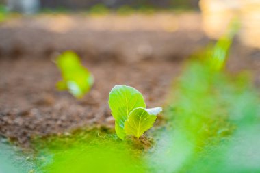 Sebze bahçesinde yakın plan beyaz lahana filizleri. Ev bahçesinde lahana yetiştiriyorum. Bulanık arkaplanda yeşil yapraklar