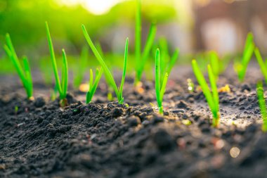 Genç yeşil bir soğan gün doğumunda bir bahçe yatağında büyür. Gün batımının hafif ışıkları. Bulanık arkaplan