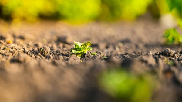 Młody Zielony Krzew Ziemniaka Zbliżenie Łóżku Ogrodowym Glebie — Zdjęcie stockowe