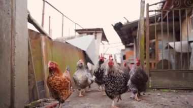Farklı renklerdeki tavuklar yavaş çekimde kamerayı takip eder. Yüksek kaliteli FullHD görüntüler