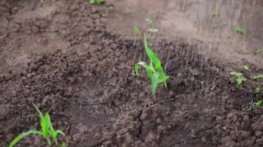 Genç mısır filizleri bol bol suyla sulanır. Yüksek kaliteli FullHD görüntüler
