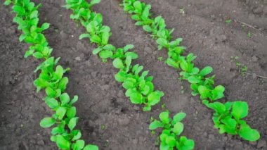 Bahçe yatağında sıra sıra yetişen turplar, parallax. Yüksek kaliteli FullHD görüntüler