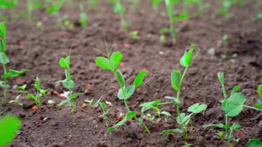 Bahçe yatağında büyüyen bezelye filizleri. Pürüzsüz kamera hareketi. Yüksek kaliteli FullHD görüntüler