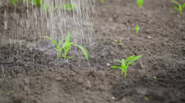 Genç mısır filizleri bol bol suyla sulanır. Yüksek kaliteli FullHD görüntüler