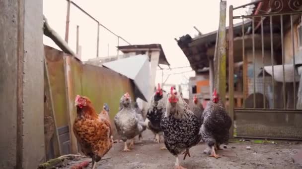 異なる色の鶏は スローモーションで路上でカメラに従ってください 高品質のフルHd映像 — ストック動画