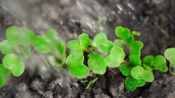 Een Radijsje Laten Groeien Een Tuinstoel Slow Motion Groene Radijsbladeren — Stockvideo
