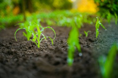 Büyüyen mısır filizleri olan bir bahçe yatağı.