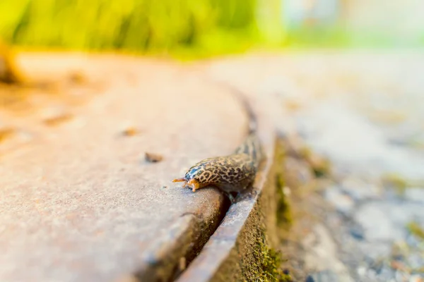 Large Spotted Brown Colored Roadside Slug Close Iron Manhole Blurred — Stock Photo, Image