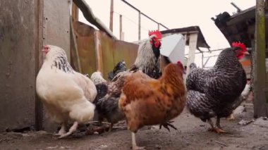 Tavuklar kameradan yavaş çekimde kaçar. Yüksek kaliteli FullHD görüntüler