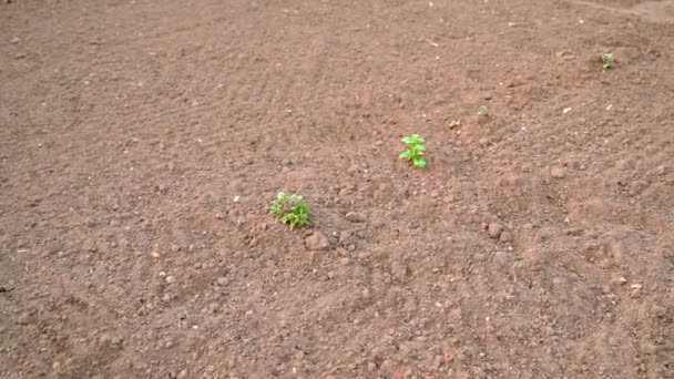 Primeiros Brotos Batatas Solo Primavera Paralaxe Torno Uma Cama Jardim — Vídeo de Stock