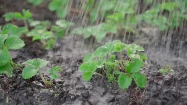 鲜嫩饱满的新鲜绿色草莓叶在慢动作中被近距离浇灌 优质Fullhd影片 — 图库视频影像