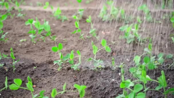 植物園で栽培されているエンドウ豆の美しい若い芽は スローモーションのクローズアップで水を与えられます 高品質のフルHd映像 — ストック動画