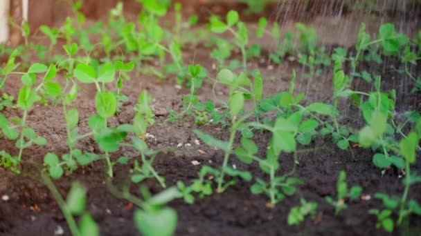 Bed Young Growing Peas Abundantly Watered Sunset High Quality Fullhd — Stock Video