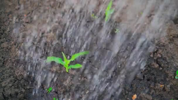 Hermosos Brotes Maíz Jóvenes Que Crecen Huerto Riegan Cámara Lenta — Vídeos de Stock