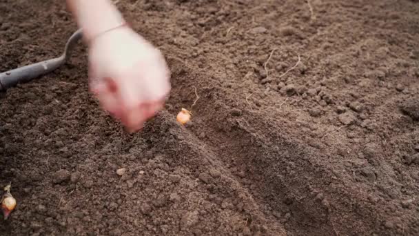 Hand Planten Van Jonge Uienbollen Grond Tuin Hoge Kwaliteit Beeldmateriaal — Stockvideo