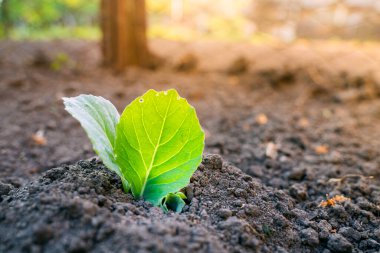 Genç beyaz lahana yaprakları sabahın ilk ışıklarıyla şeffaflaşır. Sabah bahçesi. Lahana yapraklarının yapısı