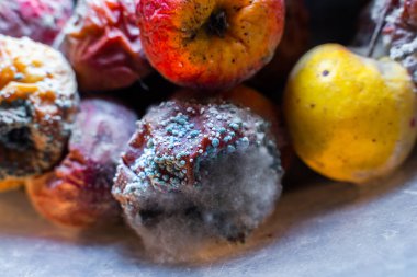 Küfle kaplanmış çürük elmalar.