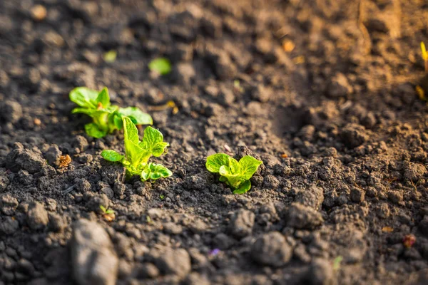 Eerste Jonge Groene Bladeren Van Aardappelspruiten Het Tuinbed Close Bodem — Stockfoto
