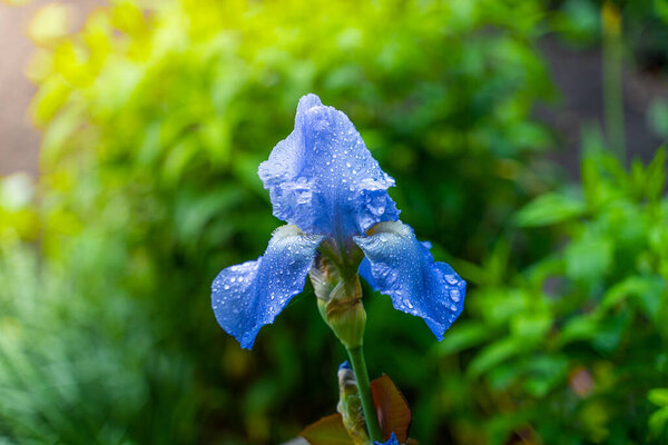 Beautiful Big Blue Iris Petals Water Drops Close — Stock Photo, Image