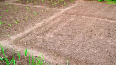 Baharda güzel bakımlı bahçe yatakları. Gün batımında ev bahçesinde düzgün bir kamera hareketi. Yüksek kaliteli FullHD görüntüler
