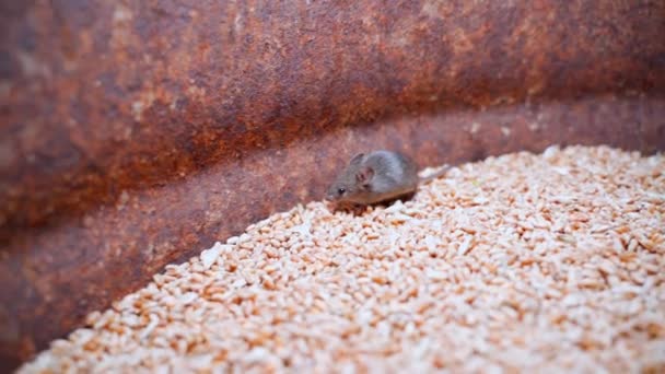 Kleine Maus Gefangen Einem Fass Weizen Und Versuchen Entkommen Hochwertiges — Stockvideo